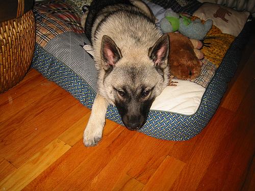 Norwegian Elkhound photo 3