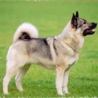 Norwegian Elkhound photo 4
