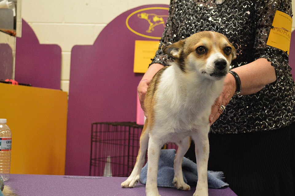 Norwegian Lundehund photo 2