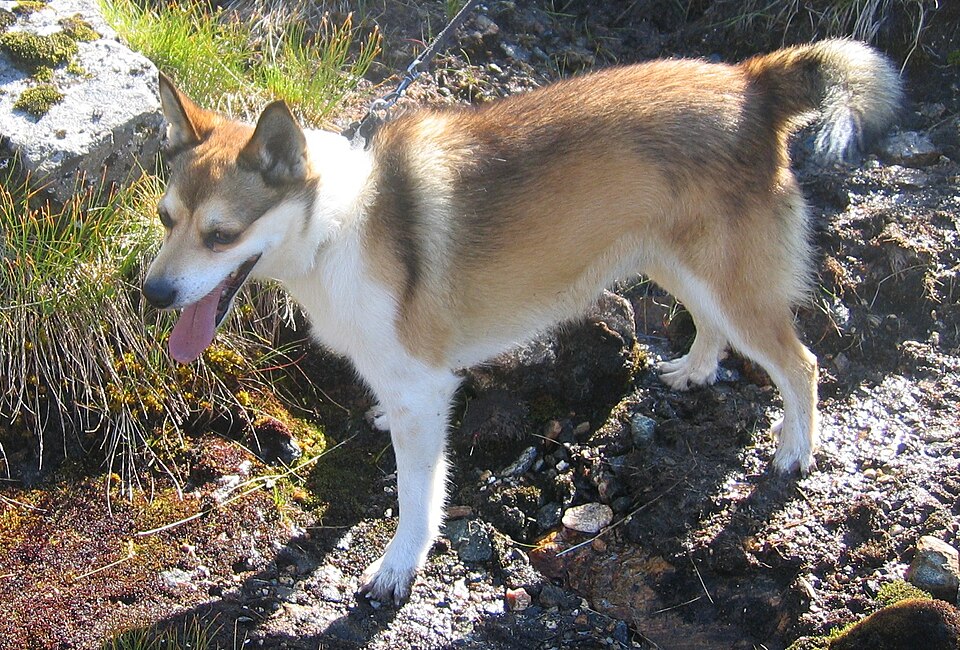 Norwegian Lundehund photo 3