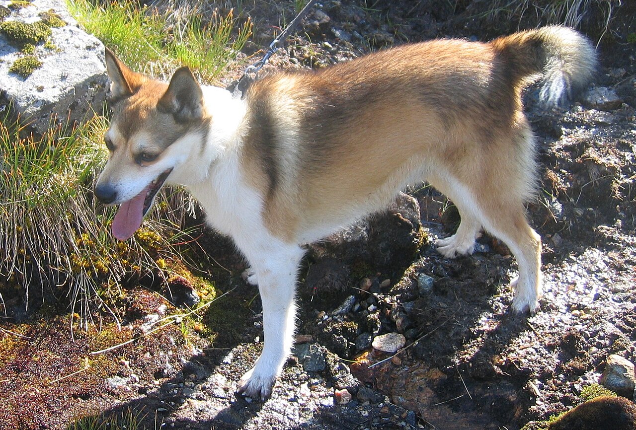 Norwegian Lundehund photo 4