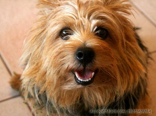 Norwich Terrier photo 2