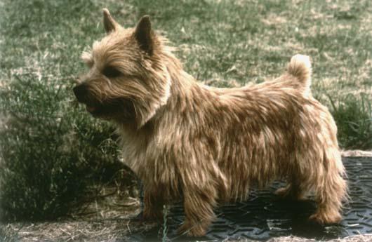 Norwich Terrier photo 3