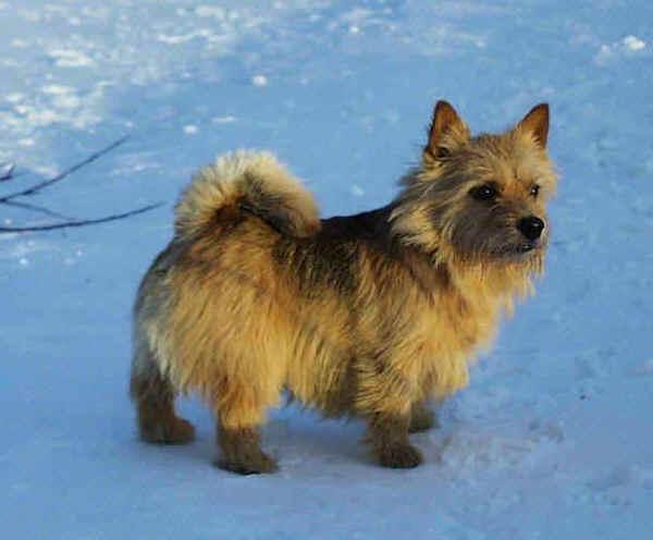 Norwich Terrier photo 4