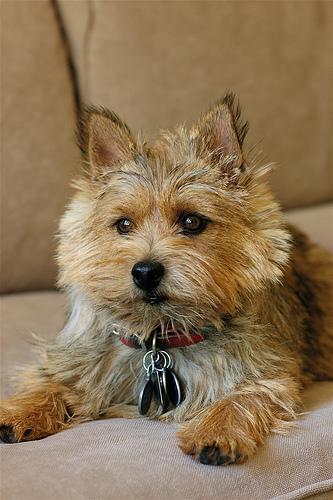 Norwich Terrier