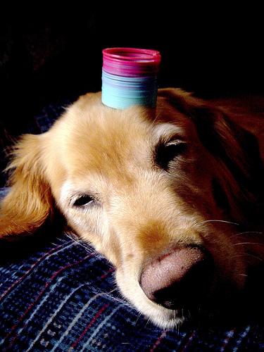 Nova Scotia Duck Tolling Retriever photo 3