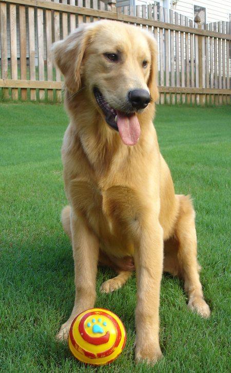 Nova Scotia Duck Tolling Retriever photo 4