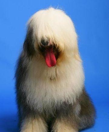 Old English Sheepdog photo 2
