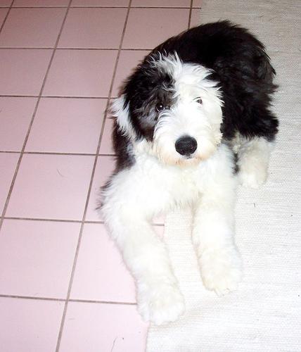 Old English Sheepdog photo 3