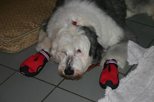 Old English Sheepdog photo 4