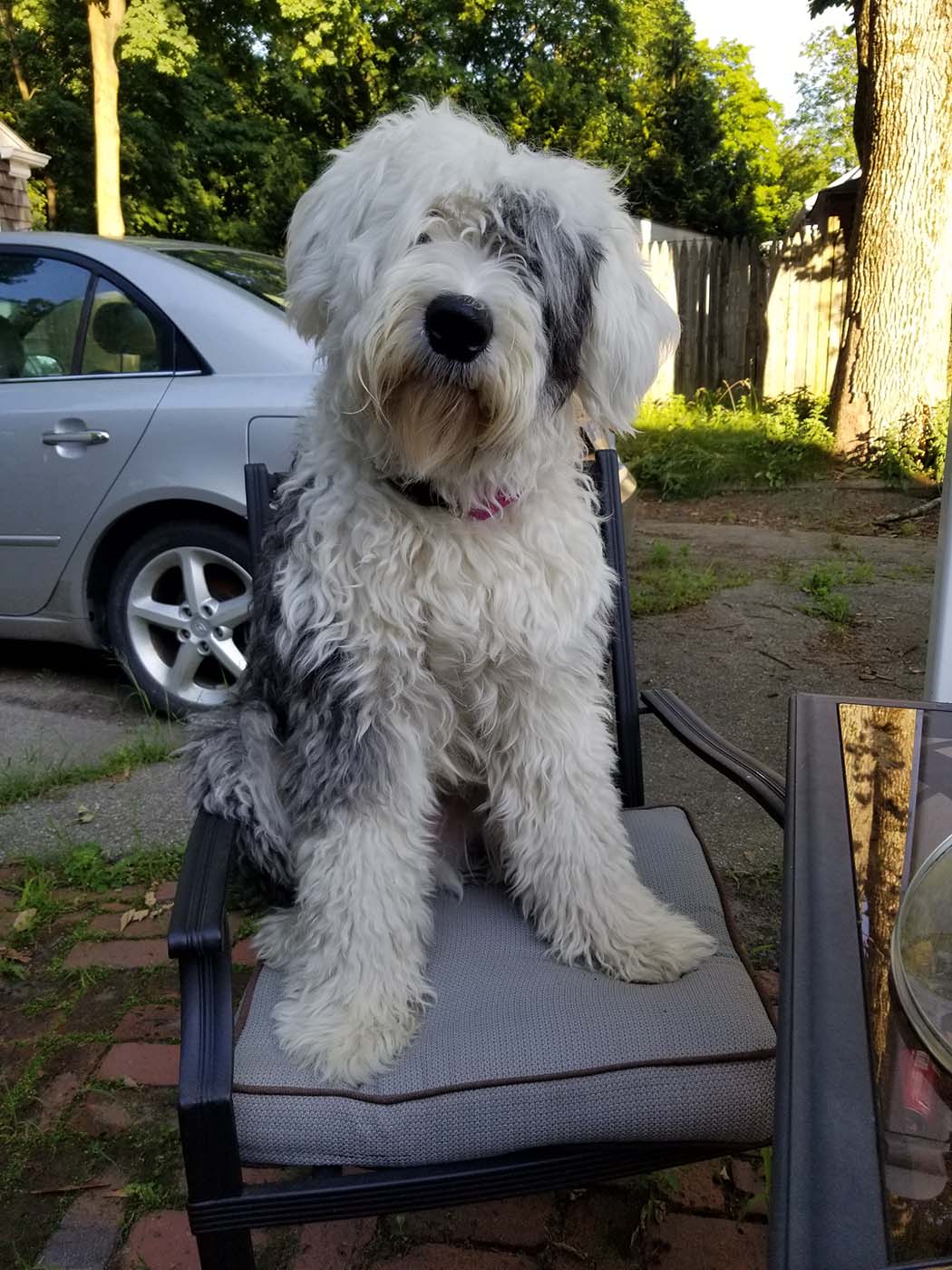 Old English Sheepdog