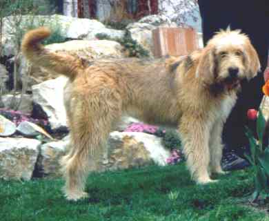 Otterhound photo 2