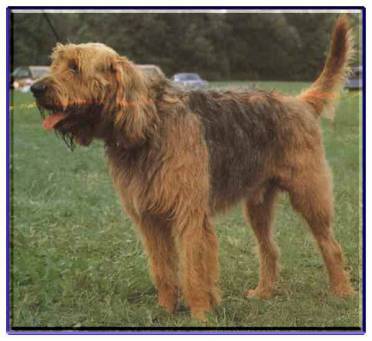 Otterhound photo 3