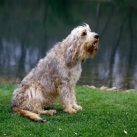 Otterhound photo 4
