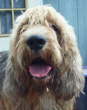 Otterhound