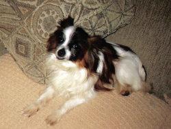 Papillon photo 3