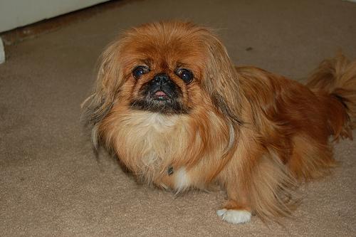 Pekingese photo 2