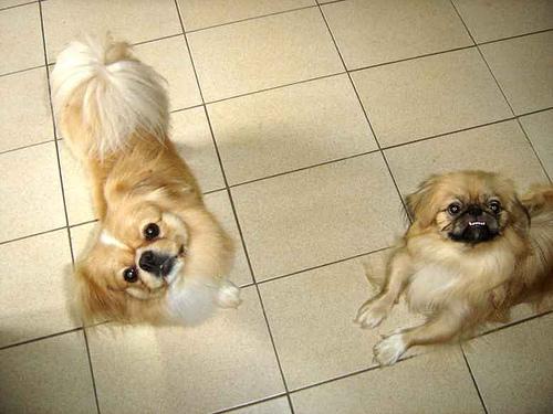 Pekingese photo 4