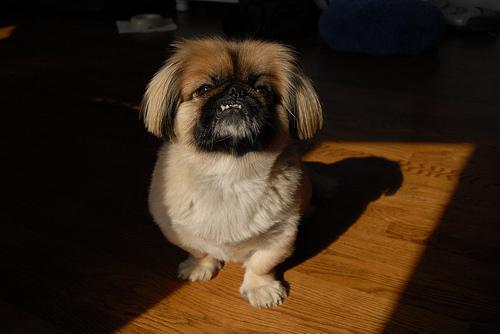 Pekingese