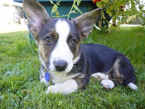 Pembroke Welsh Corgi photo 2