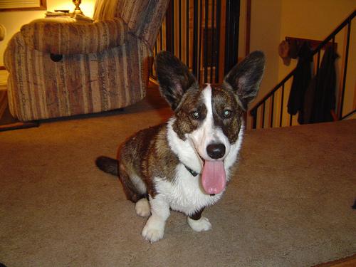 Pembroke Welsh Corgi photo 3