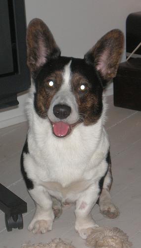 Pembroke Welsh Corgi photo 4