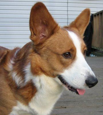 Pembroke Welsh Corgi