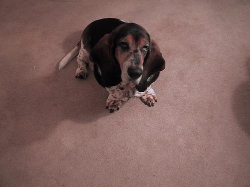 Petit Basset Griffon Vendéen photo 3