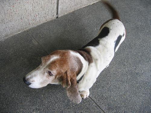 Petit Basset Griffon Vendéen photo 4