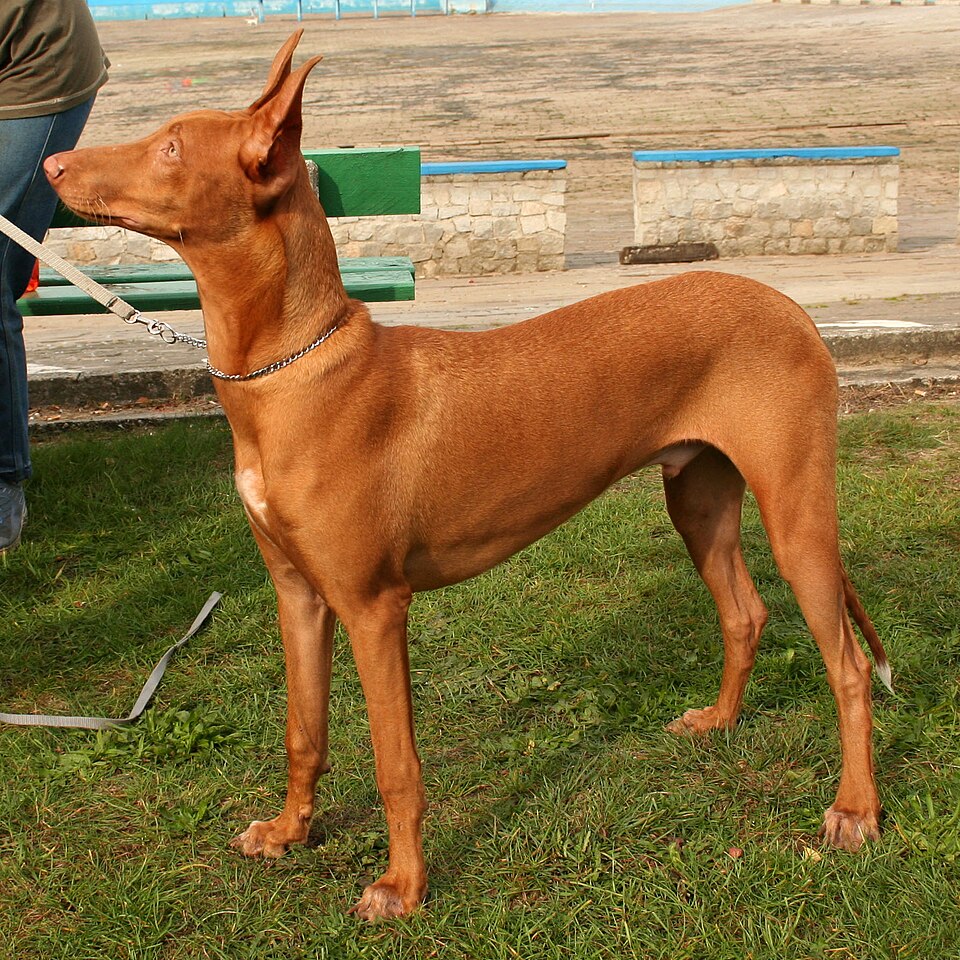 Pharaoh Hound photo 2