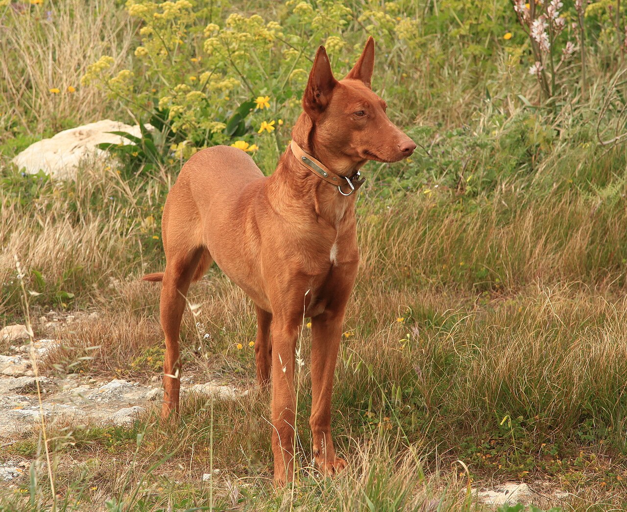 Pharaoh Hound photo 3