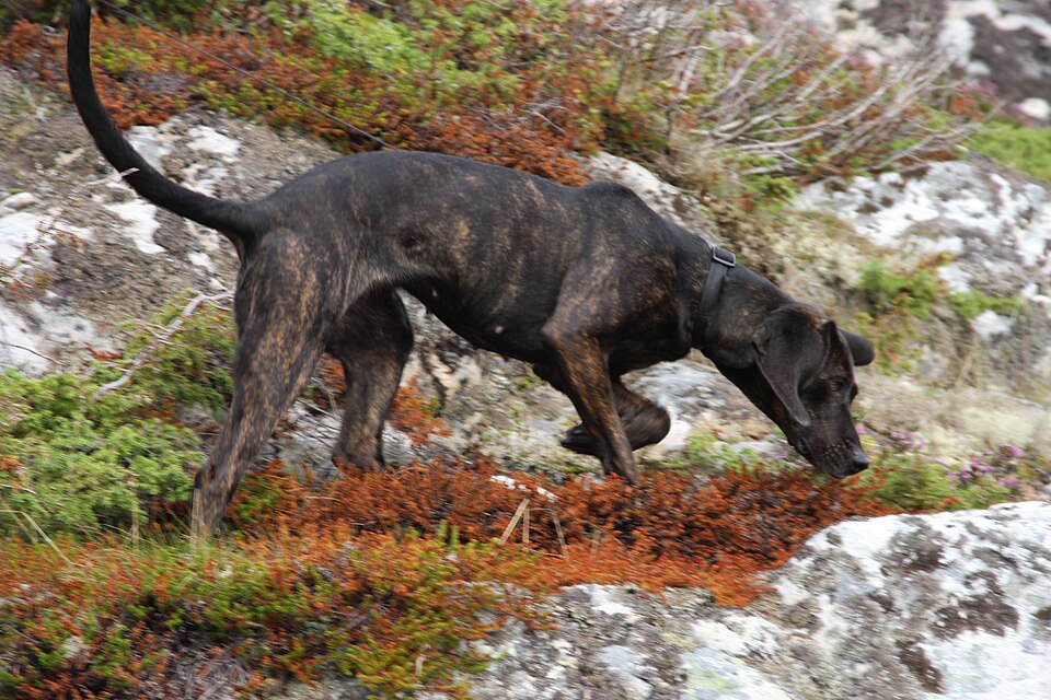 Plott Hound photo 3