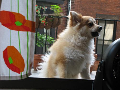 Pomeranian photo 3