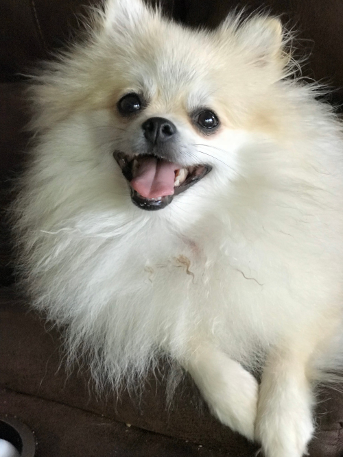 Pomeranian