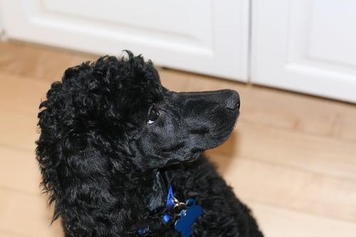 Poodle photo 4
