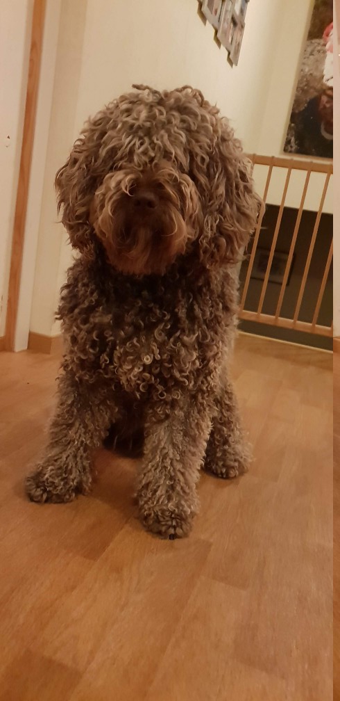 Portuguese Water Dog photo 3