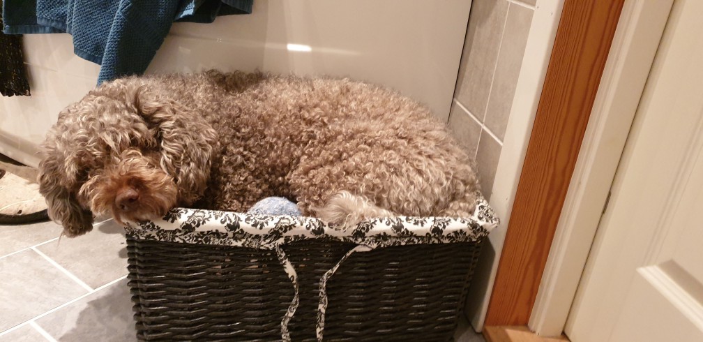 Portuguese Water Dog photo 4