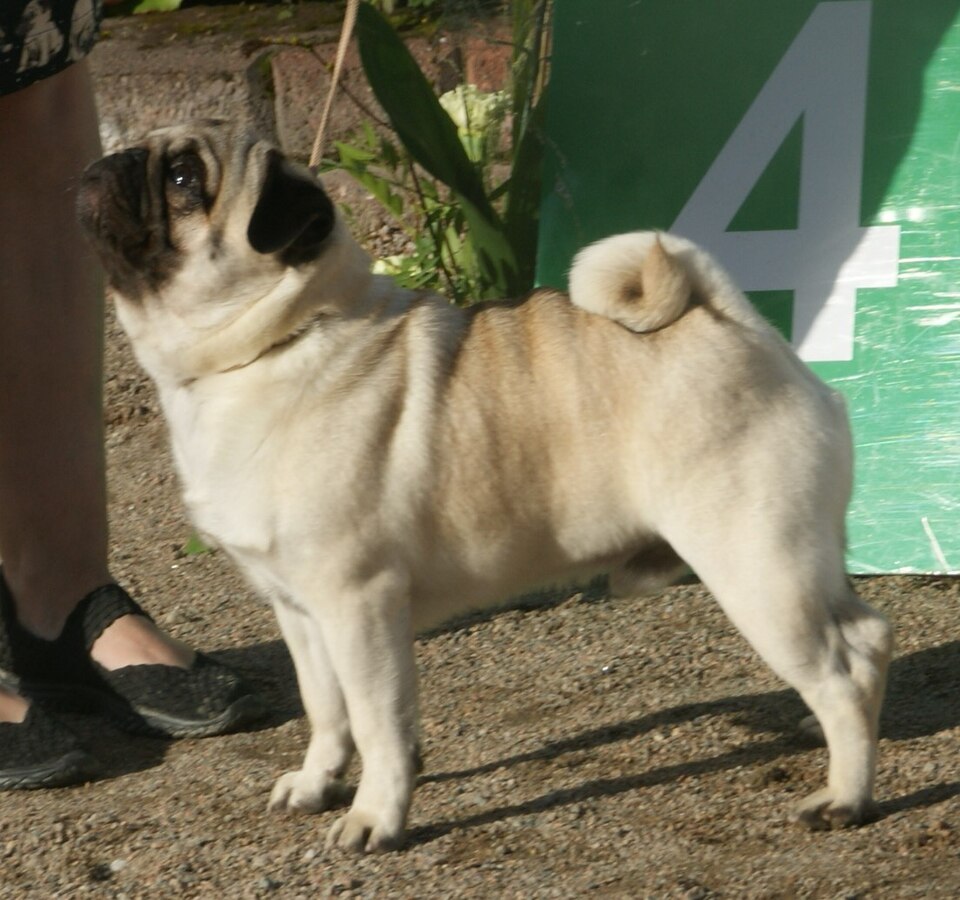 Pug photo 3