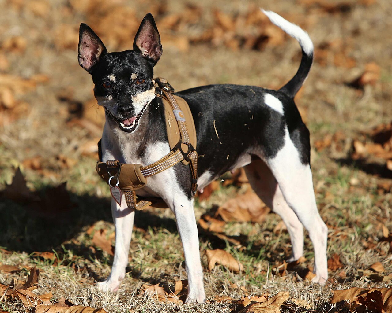 Rat Terrier photo 3