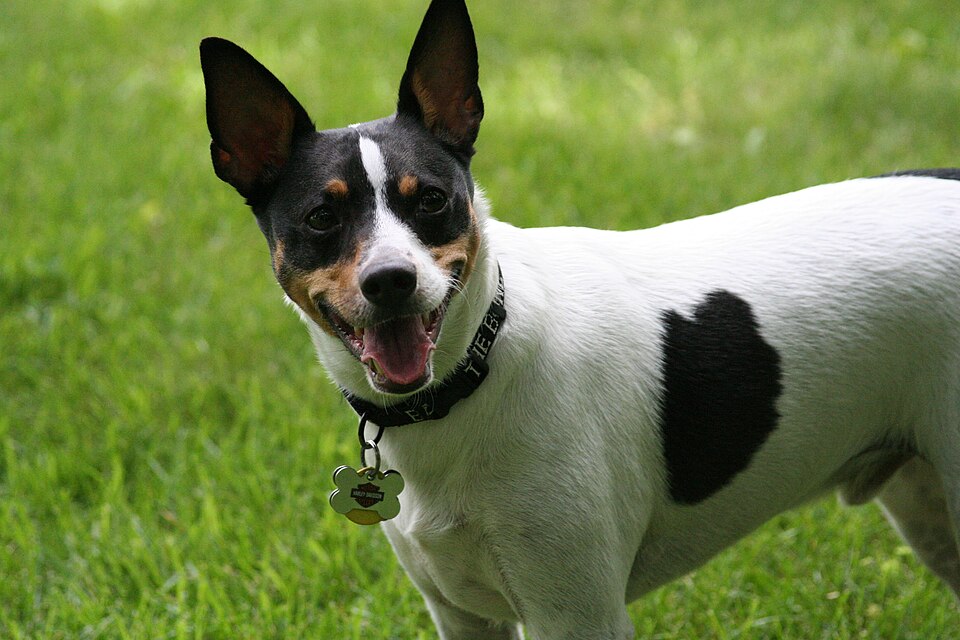 Rat Terrier photo 4