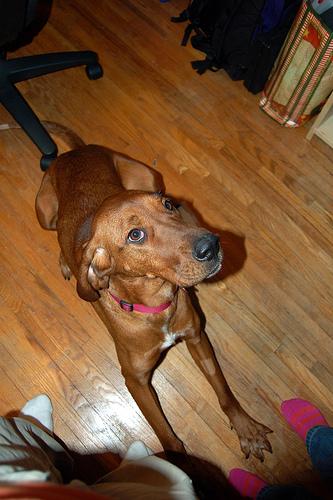 Redbone Coonhound photo 2