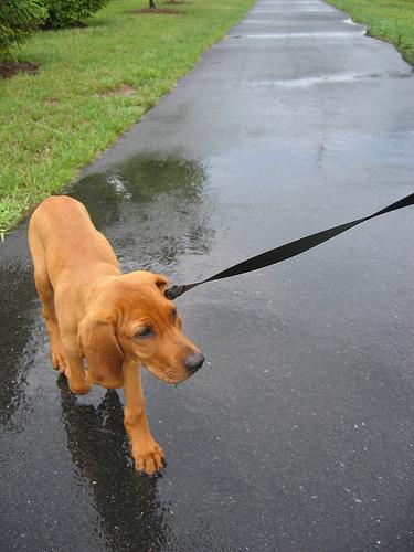 Redbone Coonhound photo 3