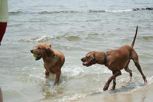 Redbone Coonhound photo 4