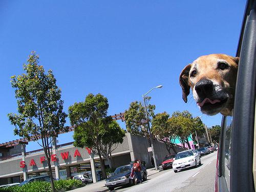 Rhodesian Ridgeback photo 2