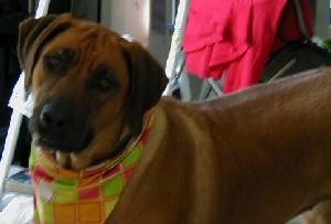 Rhodesian Ridgeback photo 3