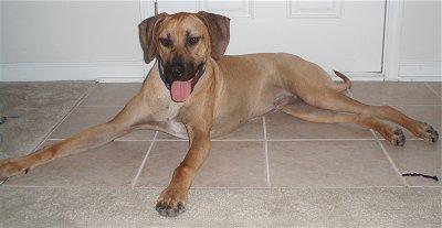 Rhodesian Ridgeback photo 4