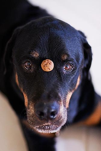 Rottweiler photo 2