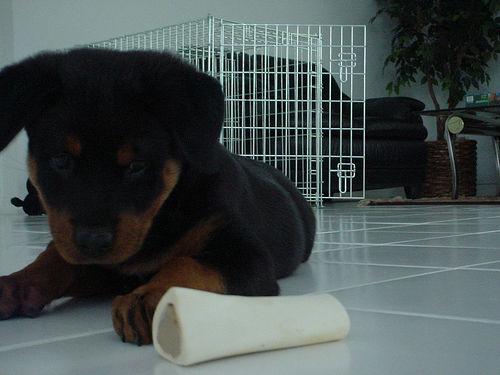 Rottweiler photo 3