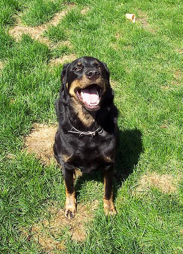 Rottweiler photo 4