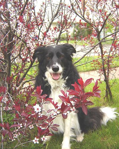 Rough Collie photo 2